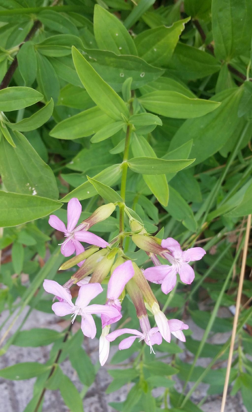 Saponaria officinalis